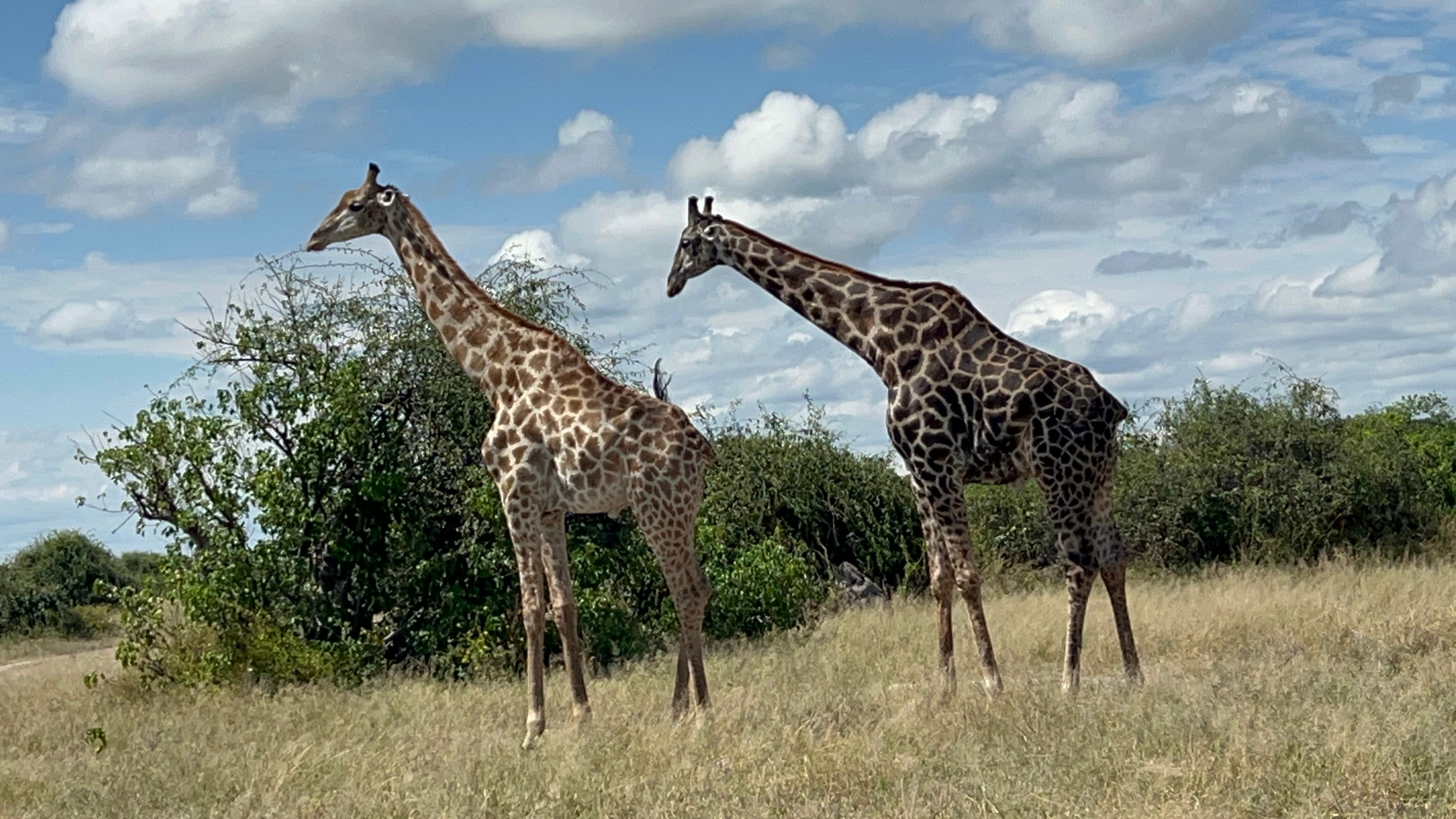 Giraffes on safari